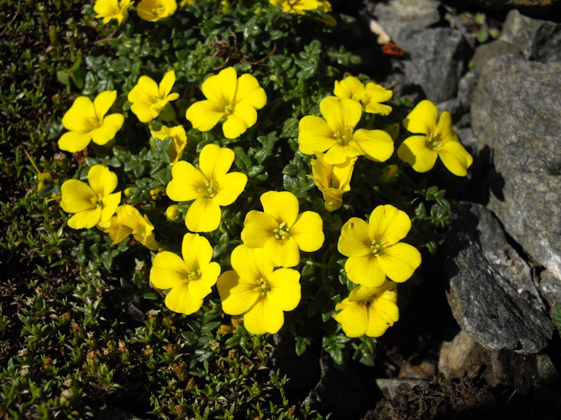 Morisia monanthos photo